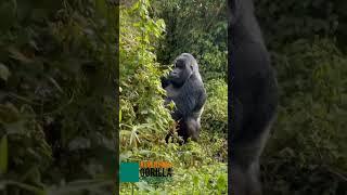 Mountain Gorilla friendly Vocalization