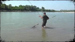 GROSSO AMUR SUL FIUME PO CON BIGGAMESRIVERPO.IT AMUR IN FIUME CARPFISHING E PESCA AL SILURO