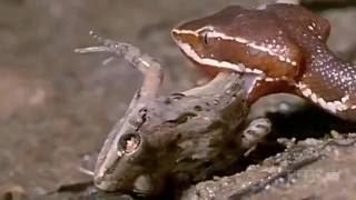 Nature Documentary TV Genre Snakes and the Surprise Secrets HD