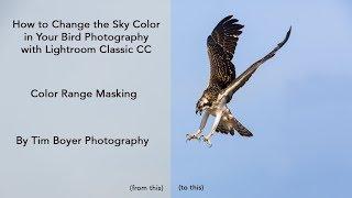 How to change the sky color in your bird photography with Lightroom Classic CC