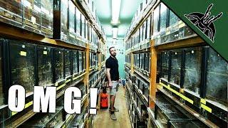 BIGGEST TARANTULA COLLECTION - spidersworld.eu tour