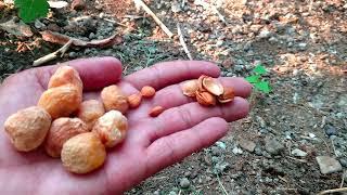 How To GrowApricot Fruit Seeds | A Step-by-Step Guide .#dryfruits #apricot #howtogrow #apricotfruit