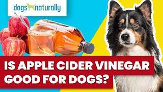 Is Apple Cider Vinegar Good For Dogs?