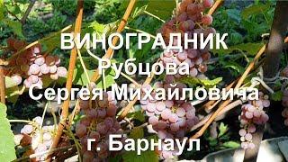 Алтайский край. #Барнаул. 2019 год. #Виноградник Рубцова Сергея Михайловича