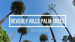 Beverly Hills Palm Trees | California Drone Shot | 4K Adventure