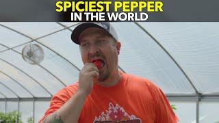 Spiciest Pepper In The World