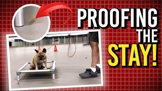 Training Your Dog Around Distractions Made Easy!