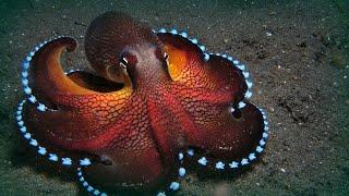 Осьминог Меняет Цвет - Мастер Маскировки / Octopus changes color