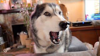 Chatty Husky Losing His Voice!