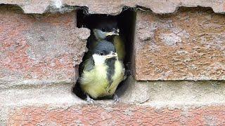 Great tits nest in my small garden brick piller