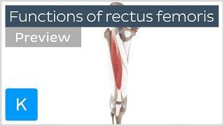 Functions of the rectus femoris muscles (preview) - Human 3D Anatomy | Kenhub