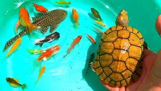 TOP Videos-Find cute balloon smallfish, goldfifh, molly, koi, angel, betta, tigerbarb, oranda, angel