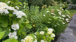 Walk with Me! June 23rd English-style Cottage Garden Tour 2024 What about a white garden in summer?"