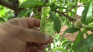 Peach Leaf Curl & How to Improve Fruit Quality