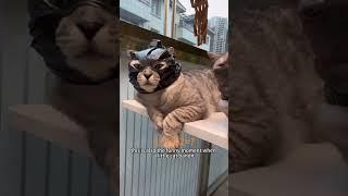 JoyfulCatTimes #EntertainingCats #HilariousCatVideos #FelineFunnies #kitten