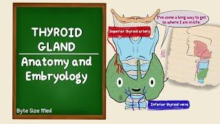 Thyroid Gland | Anatomy and Embryology | Lobes and Blood supply | Development of the Thyroid Gland