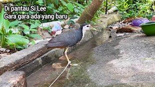 DAPAT BURUNG UNIK LIARAN, SI LEE MANTAU TERUS KARNA ADA YANG BARU