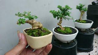 REPOTING BONSAI SANCANG SHITO || Sancang pelintir extrem