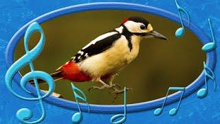 Great spotted woodpecker [Dendrocopos major] - voices of the Birds (rare sounds of birds)