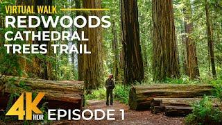 4K HDR Hiking in Redwoods - Relaxing Walk on Cathedral Trees Trail, California + Forest Sounds - #1