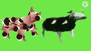 Pop Cat is POLISH DANCING COW