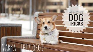 INCREDIBLE DOG TRICKS Performed by Varya The Corgi Pembroke|AMAZING DOG TRICKS   ️