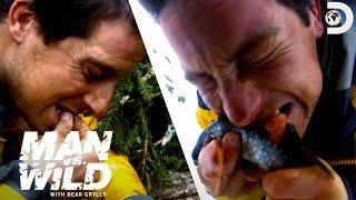 Bear Grylls Eats Maggots and Live Fish | Man vs. Wild