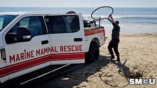 Sick Sea Lion Rescued from Santa Monica Beach Amid Surge in Marine Mammal Illnesses