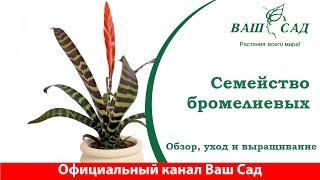 Семейство бромелиевых - совсем не сложные в уходе растения. Ваш Сад