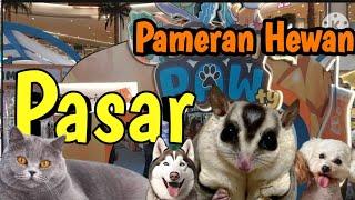 Tempat adopsi 'Pameran Kucing 'Anjing ' sugargleder dan hewan lainya ada disini