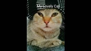 my lovely cat