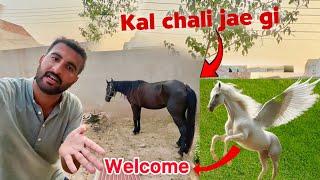 Flying Horse Sach My Aa Rha Hy New Mini Zoo My | Cassie is Going