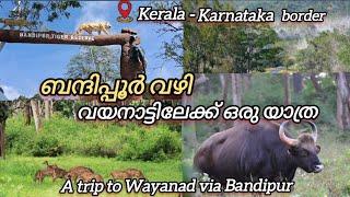 ബന്ദിപ്പൂർ വഴി വയനാട്ലേക്ക് യാത്ര |#india #kerela #nature #viralvideo #travel #home #vlog