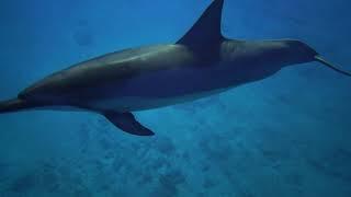 60 minutes of happy music with dolphins (2021 October)