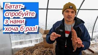 Батат- чому варто вирощувати батат, та як це з легкісттю зробити.