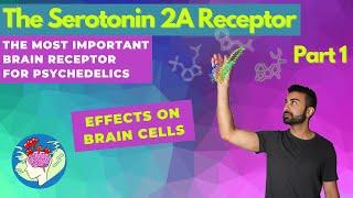 The Serotonin 2A Receptor Pt. 1: Brain Effects |  The Psychedelic Brain Receptor | Pharmacology