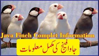 Java Finch Complet Information in Urdu & Hinidi