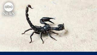 Scorpion stings woman at Boston baggage claim after flight from Mexico