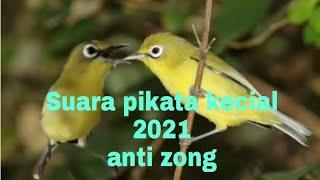 Suara pikat kecial kuning  2021 kecial susah turun