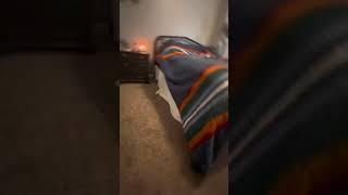 Cute Kitten Jump scare  #shorts #funny #cute #viral #pets #cat