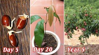 How to propagate lychee from seeds