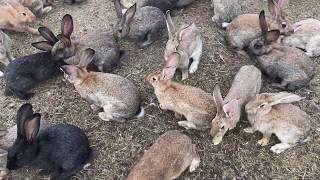 Разведение кроликов в яме, но не в яме.  Breeding rabbits in the pit, but not in the pit . Украина.