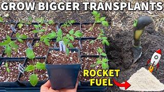 How To Transplant Seedlings So They Take Off Like A Rocket!