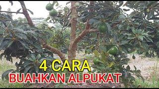 4 CARA BUAHKAN ALPUKAT SECARA ALAMI