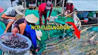 Kỳ Lạ Hàng Tấn Cá Chốt Thu Hoạch Mỗi Ngày Nghề Đặt Dớn Ở Nơi Cuối Nguồn Mùa Nước Nổi An Giang