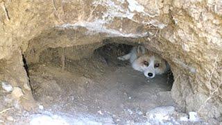 Jagger in a fox den, Luka interrupts.