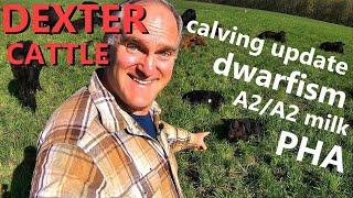 calving update & Dexter cattle genetics