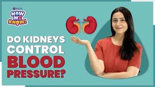 How Do Kidneys Maintain & Regulate Blood Pressure In Human Body? | BYJU'S Now We Know