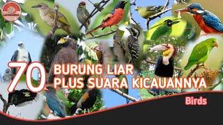 70 JENIS BURUNG // DENGAN SUARA KICAUANNYA.