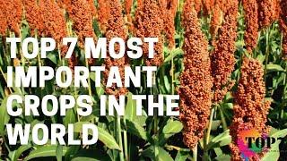 Top 7 Most Important Crops In The World